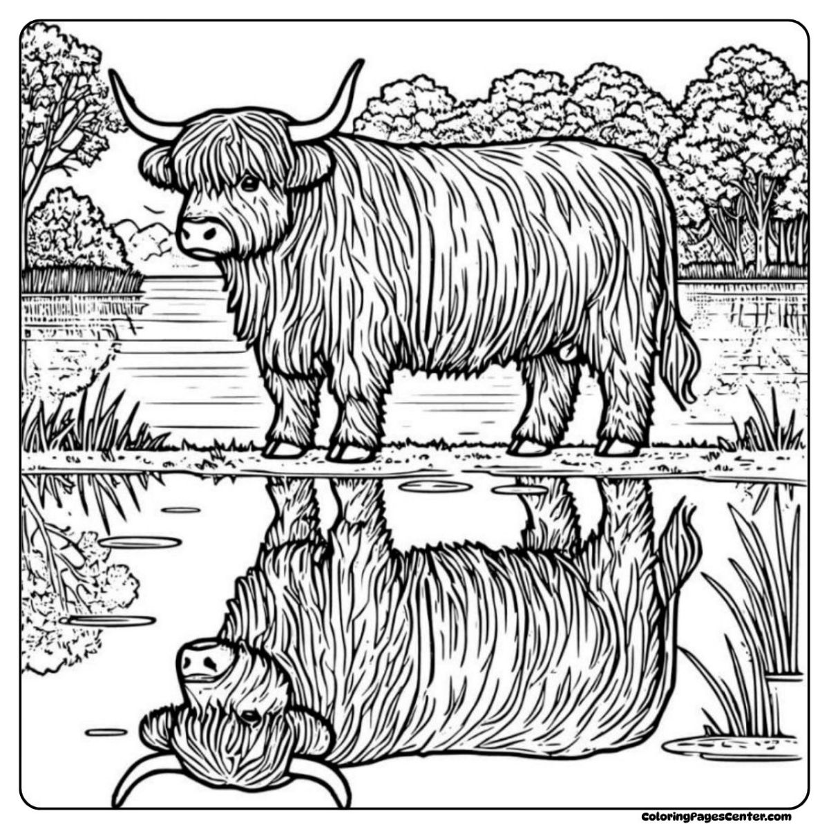 Highland cow coloring pages for adults by a quiet lakeside reflection Highland cow coloring pages for adults mirrored on calm water