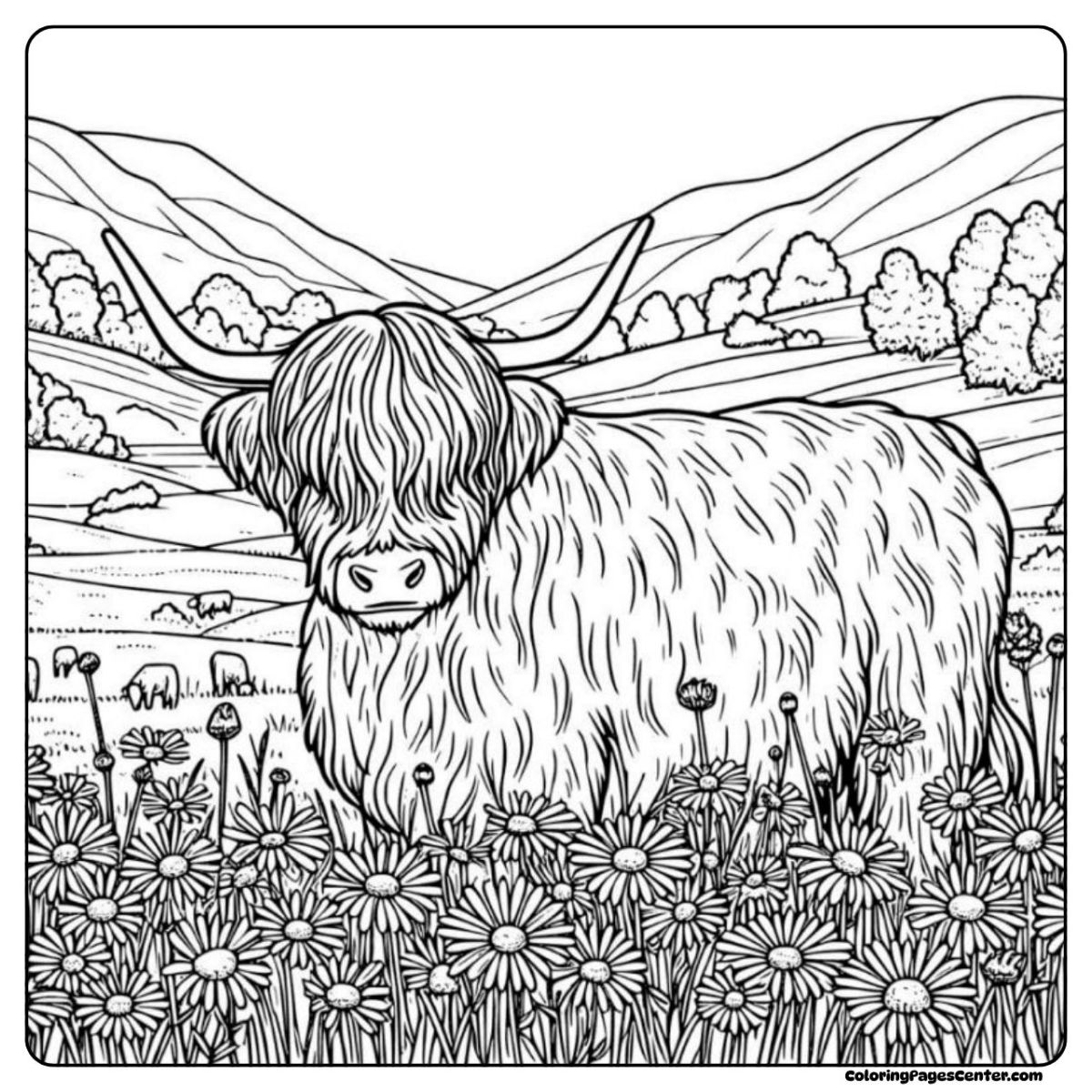 Highland cow coloring pages for adults with peaceful grazing sheep