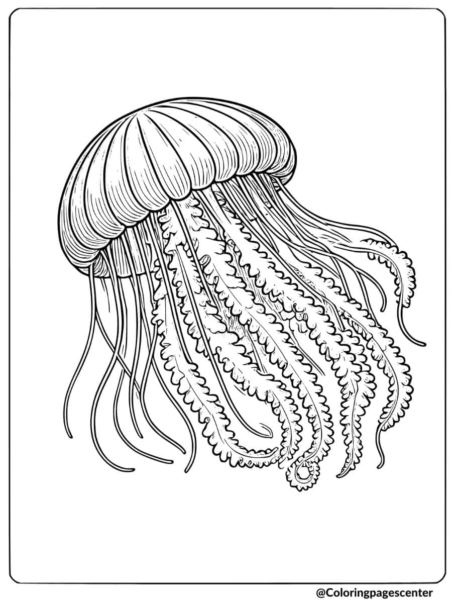 Detailed jellyfish with fine intricate lines coloring page