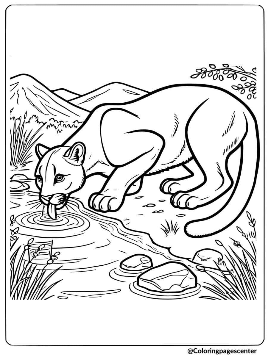 Coloring Page of a mountain lion drinking water from a stream