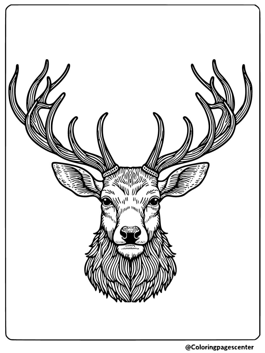 Majestic deer head with detailed antlers coloring page