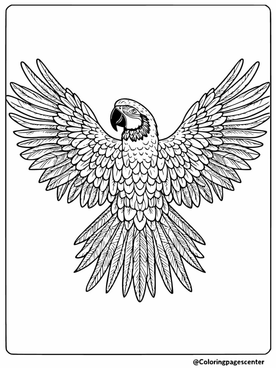 Coloring page of a macaw with wings fully spread