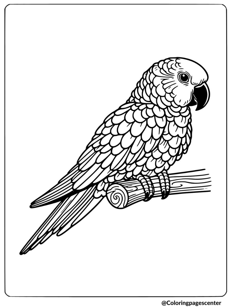 Parrot sitting on a branch in a simple bird-themed coloring page