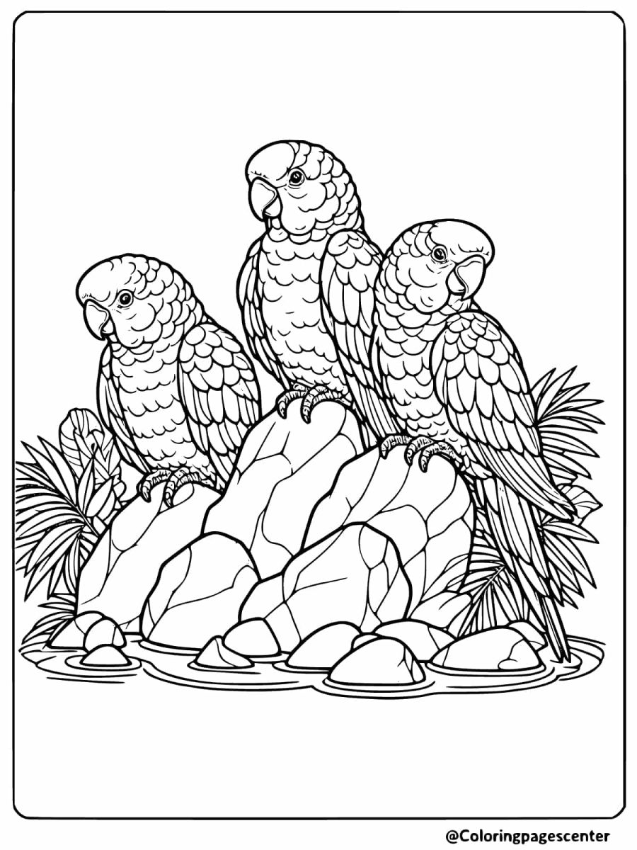 Coloring page with three parrots on rocks near a stream