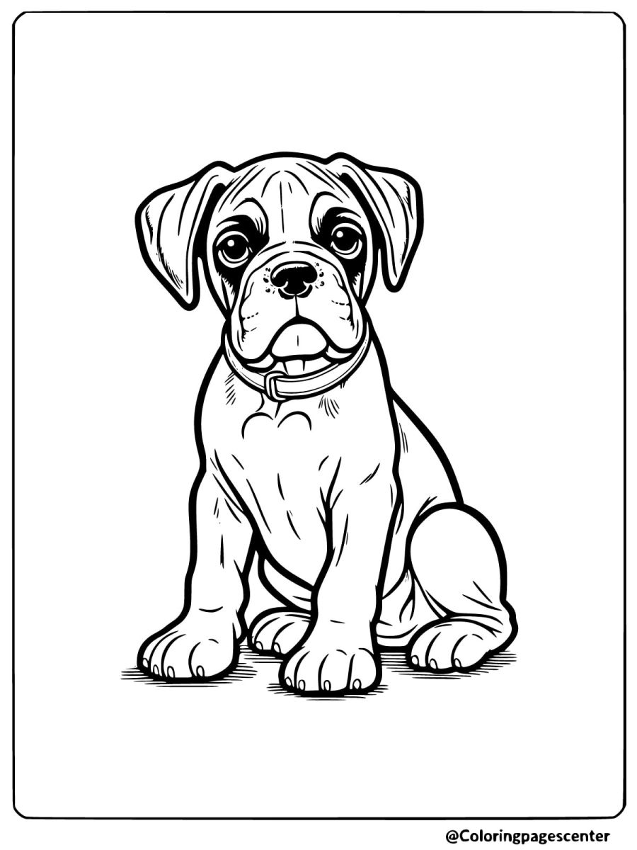 Boxer puppy sitting in a simple pose coloring page