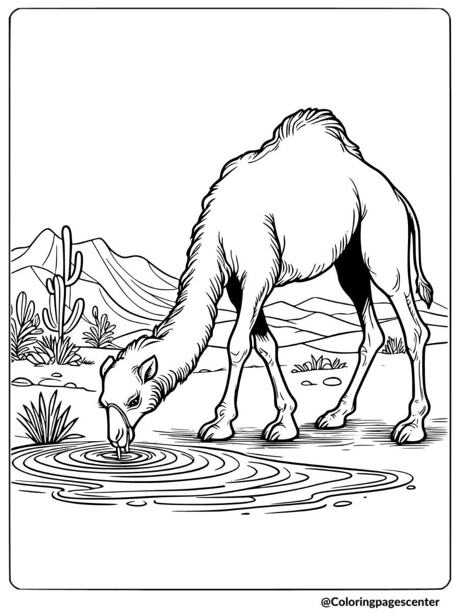 Coloring page of a camel drinking from a pond in the desert