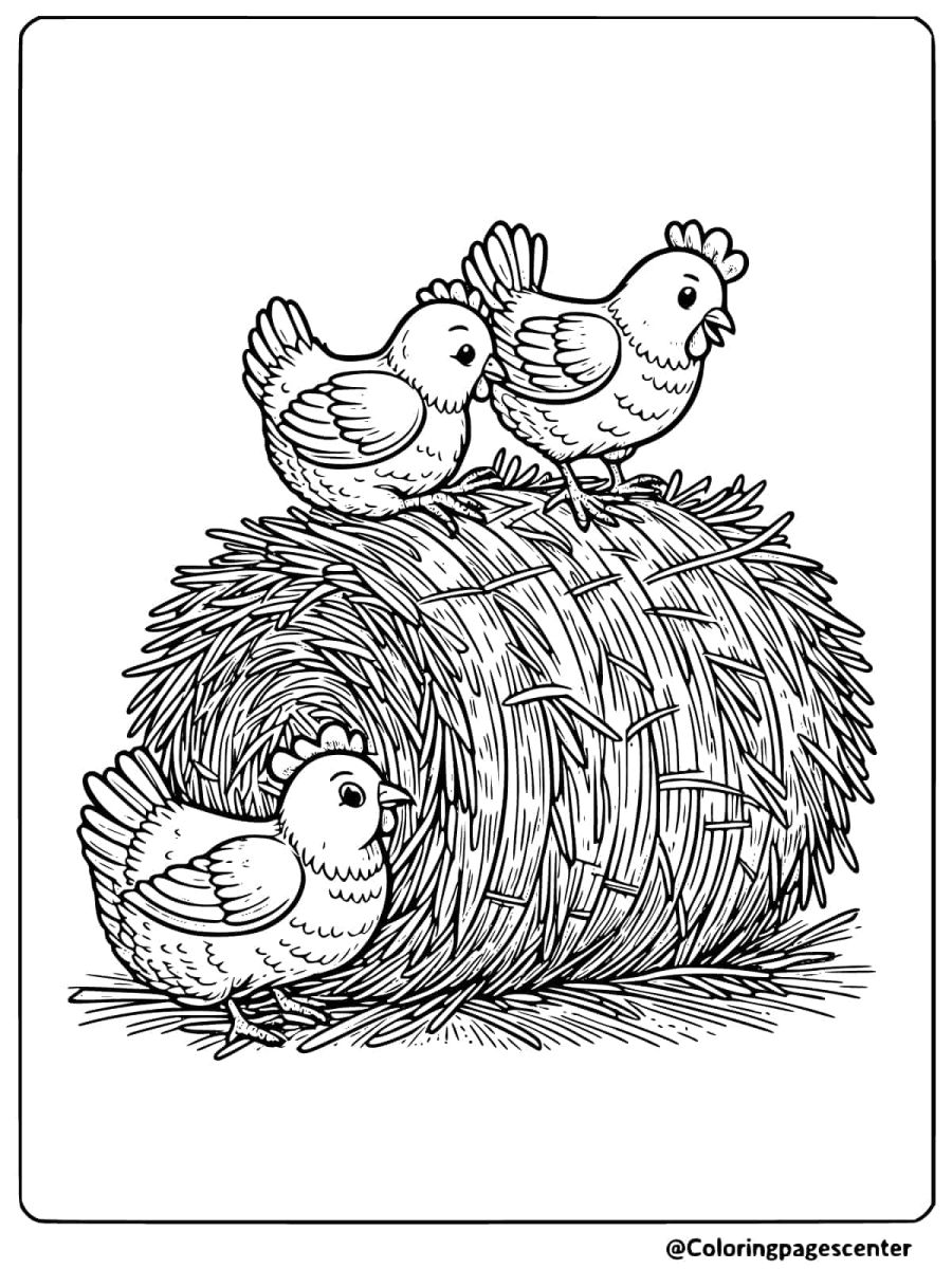 Chickens exploring a hay bale coloring page