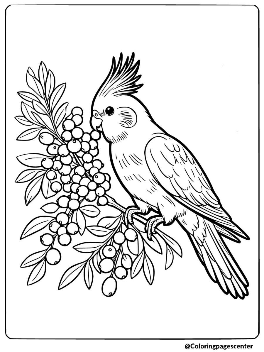 Cockatiel holding a berry branch coloring page