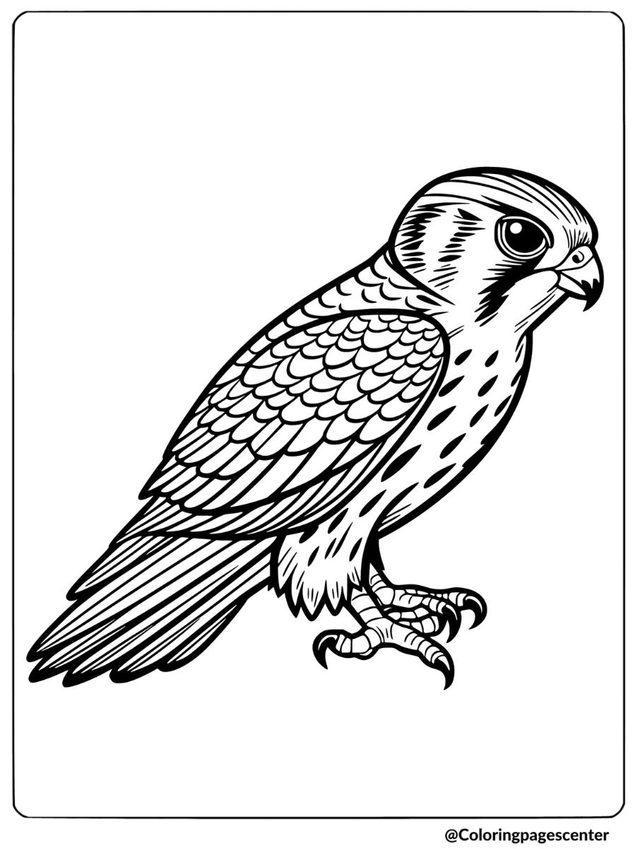 A close-up of a falcon standing alert coloring page