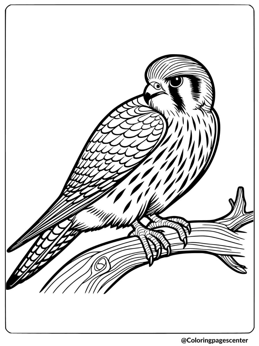 A falcon sitting on a branch looking alert coloring page