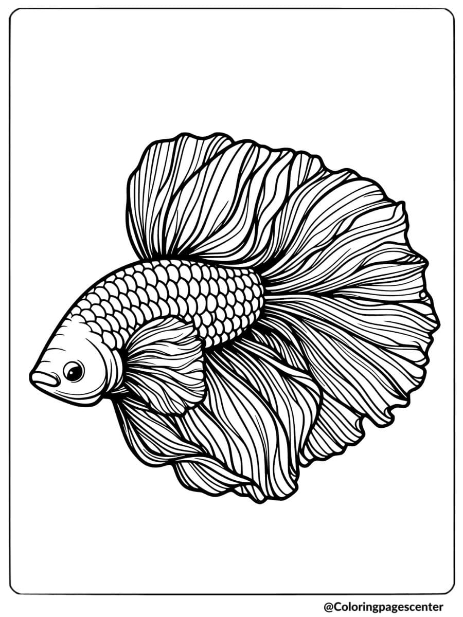 Beautiful betta fish with flowing fins coloring page