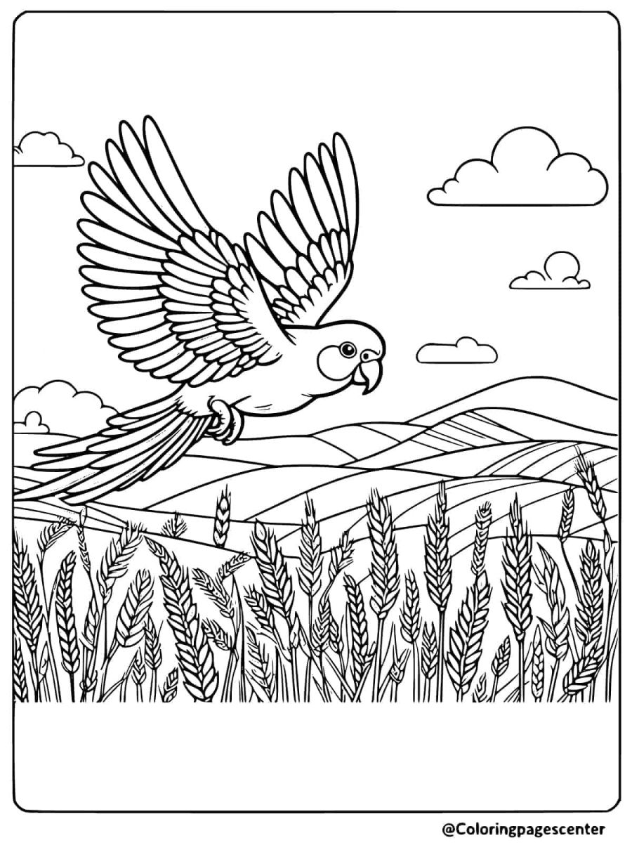 Coloring page of a flying parrot over a field of wheat