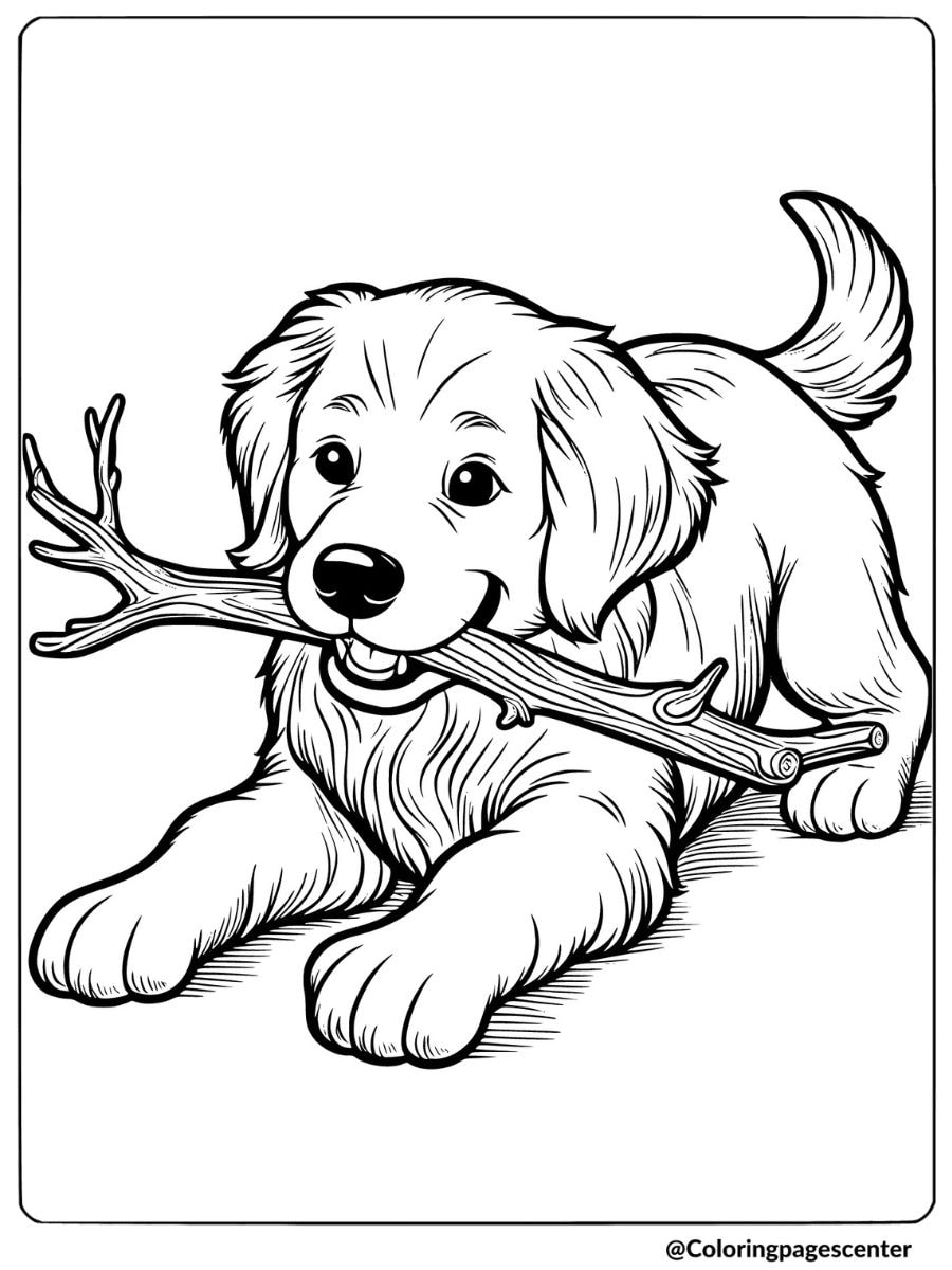 Golden retriever puppy holding a stick coloring page