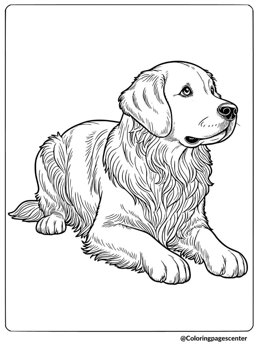 Calm sitting golden retriever waiting coloring page