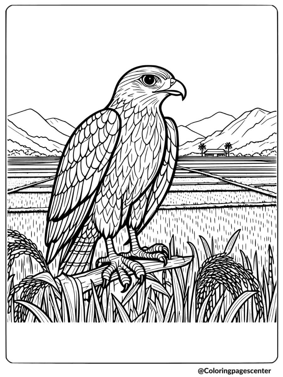 Hawk sitting on branch in rice field coloring page