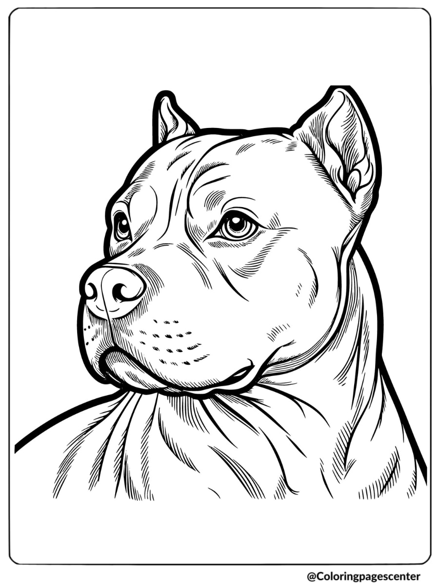 Close-up of Pitbull face in headshot coloring page