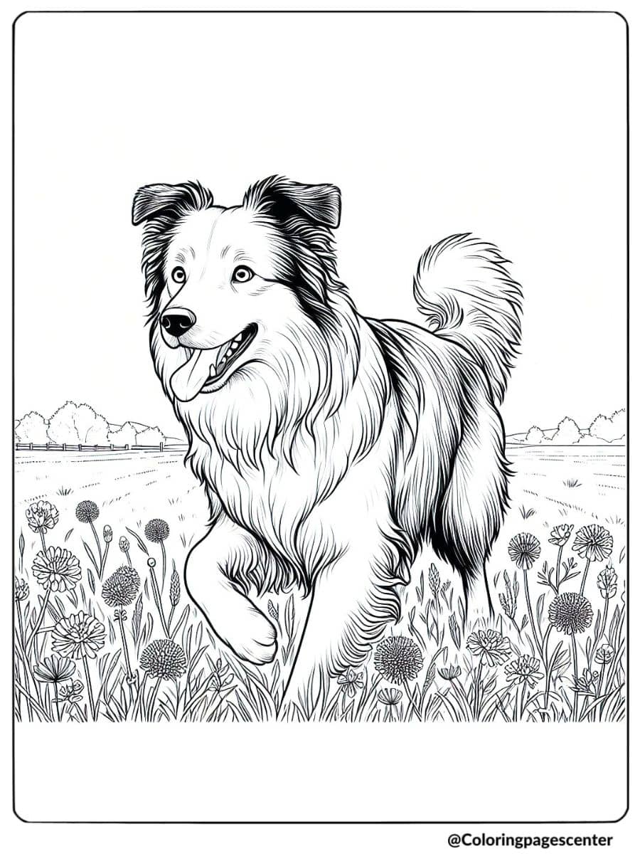 Realistic dog coloring page featuring a Border Collie running in a meadow