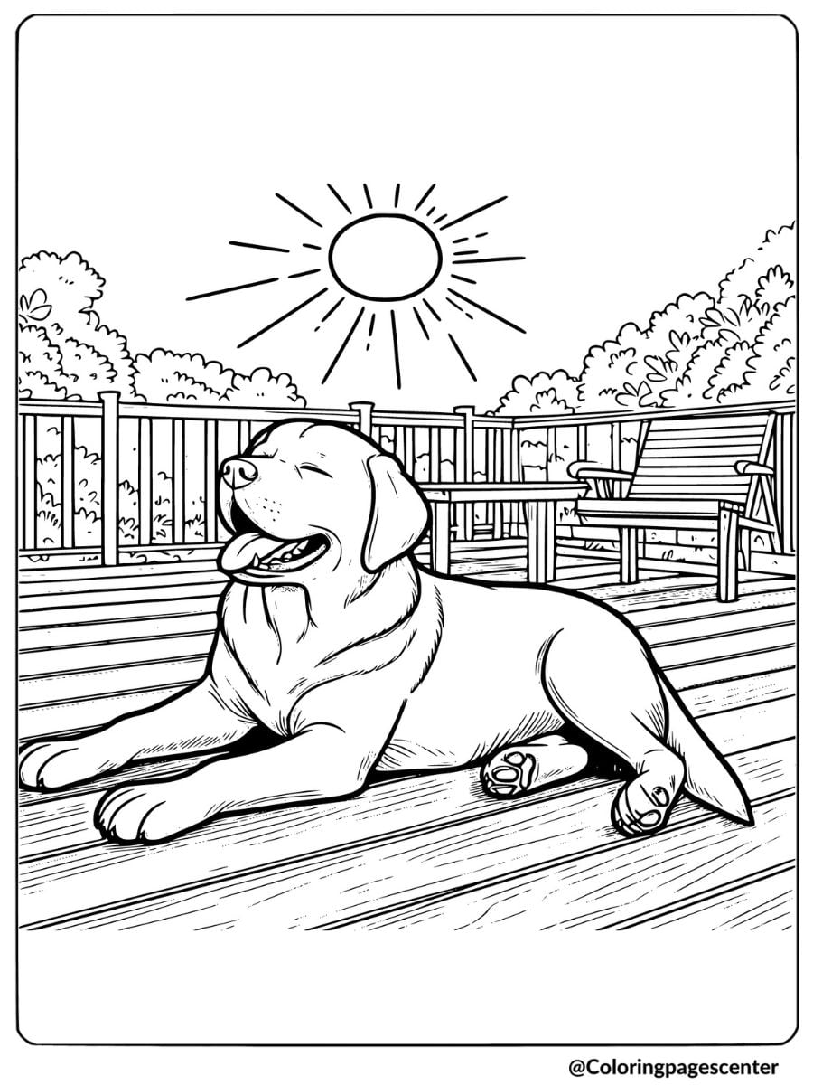 Labrador dog lying under the sun coloring page