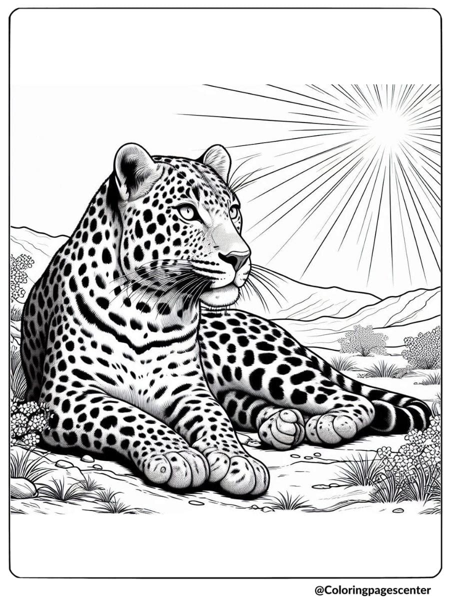 Coloring page of a realistic leopard lying in sunlight