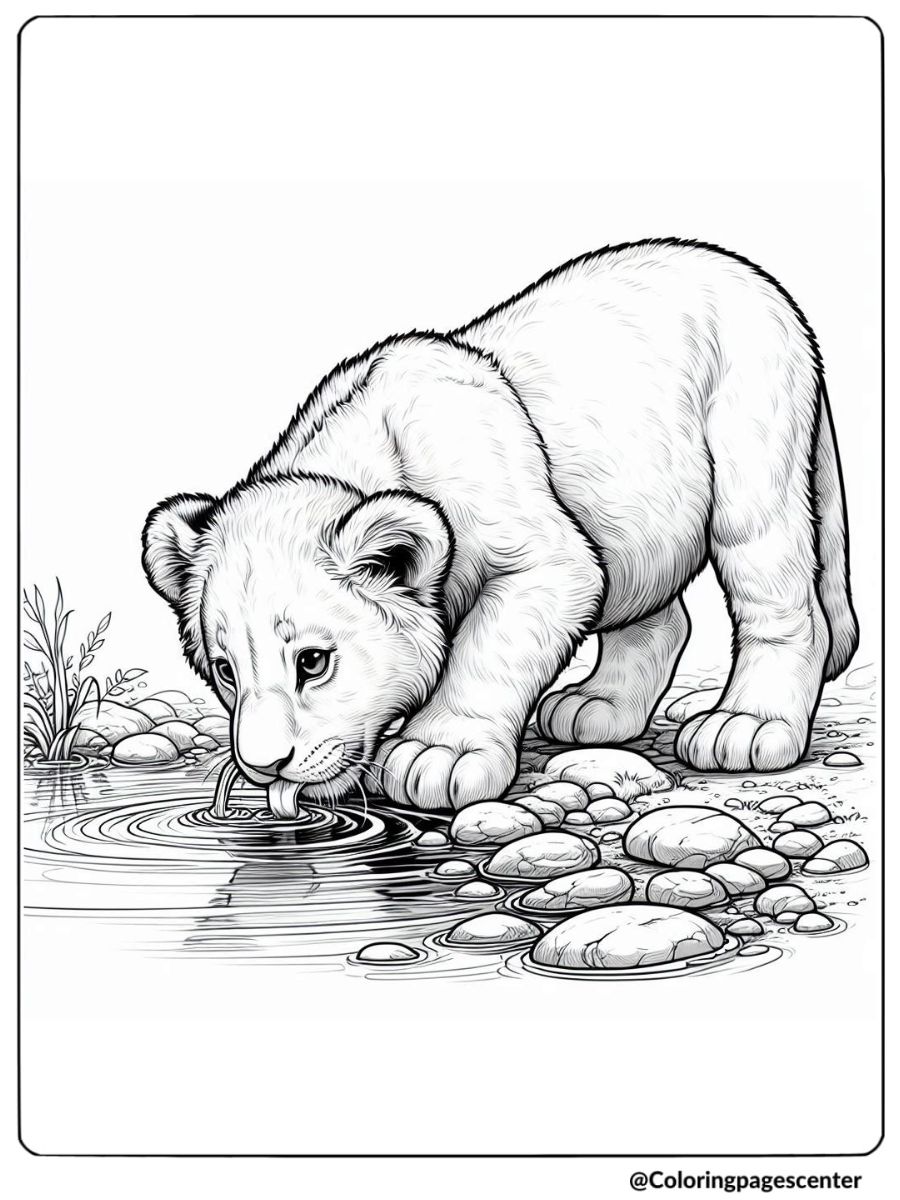 Lion cub drinking water from a pond coloring page